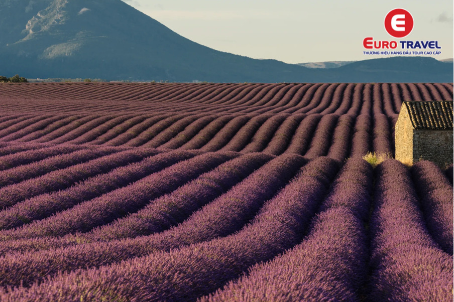Cánh đồng hoa Lavender tại Provence Pháp