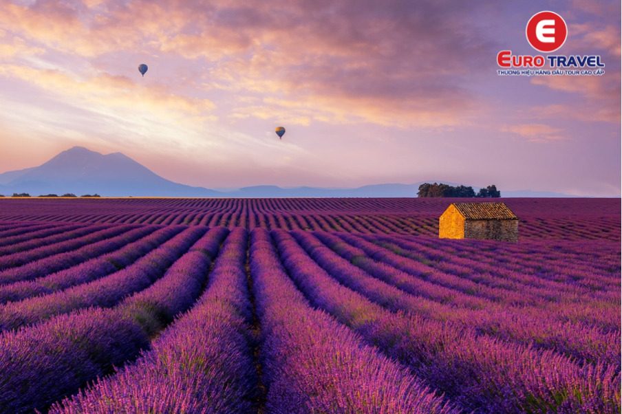 Provence - Thiên đường của hoa oải hương 