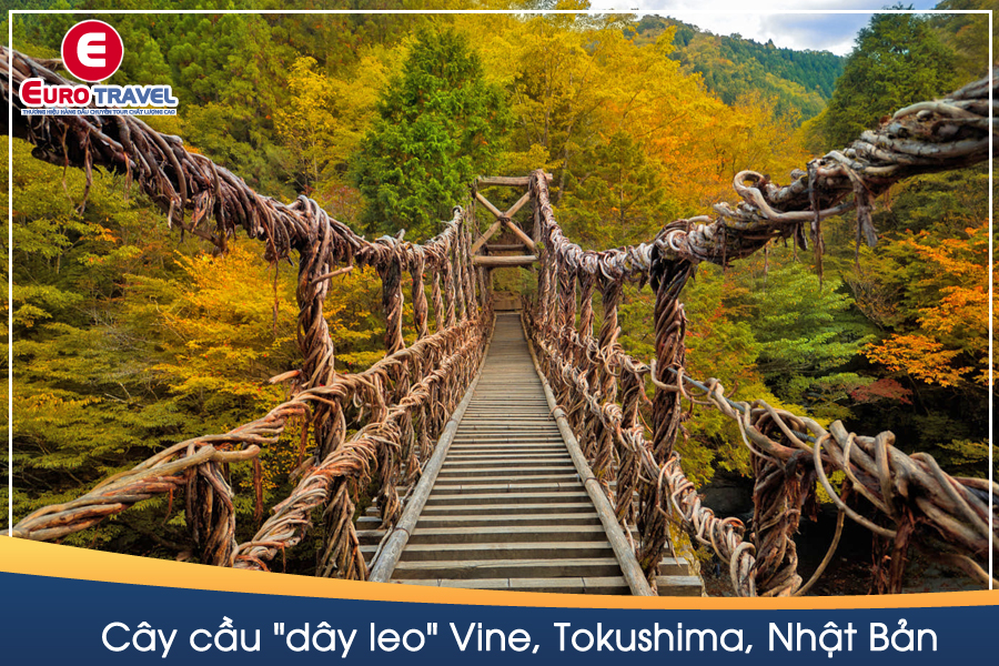 Cây cầu "dây leo" Vine