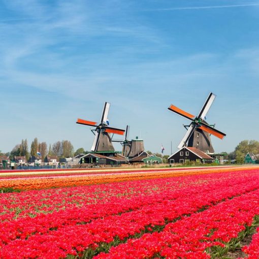 Du lịch Hà Lan dịp lễ hội hoa Tulip 2021