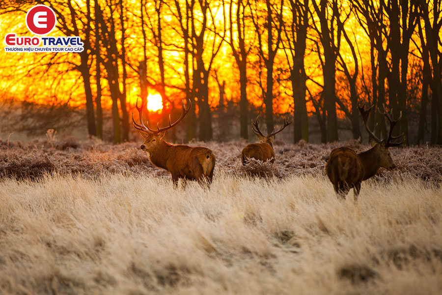 Khám phá vẻ đẹp công viên quốc gia Hoge Veluwe tại Hà Lan