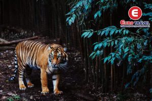 Sở thú Melbourne sở hữu nhiều loài động vật hoang dã