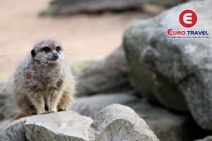 Khu Taronga với nhiều loài động vật hoang dã