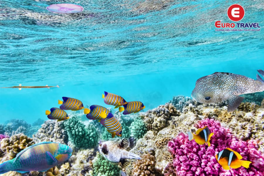 Great Barrier - Rạn san hô lớn nhất thế giới