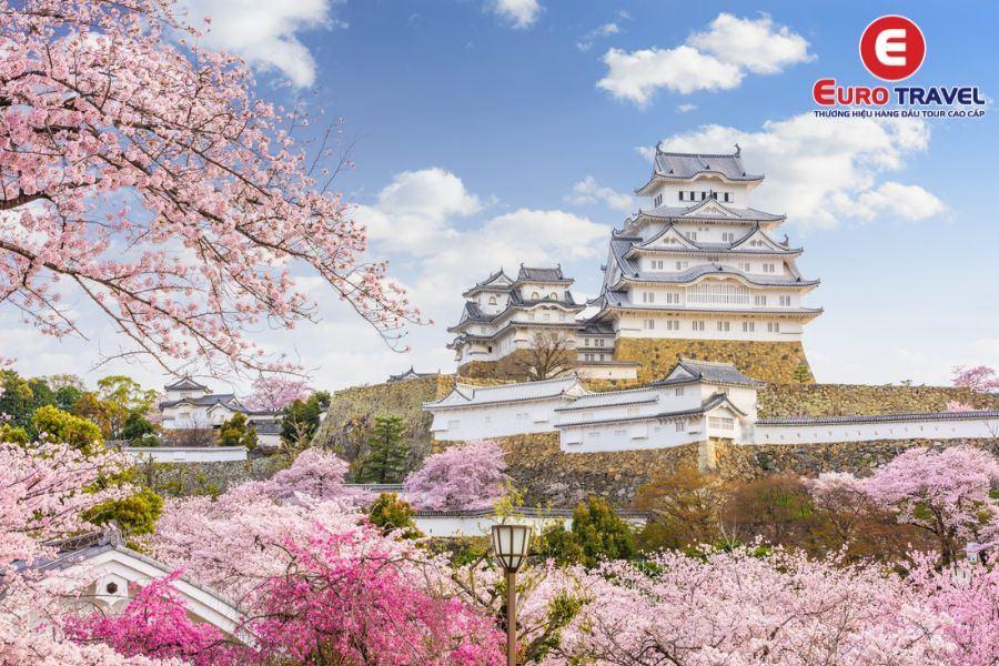 Thưởng hoa anh đào nở rộ tại lâu đài Okawa Osaka