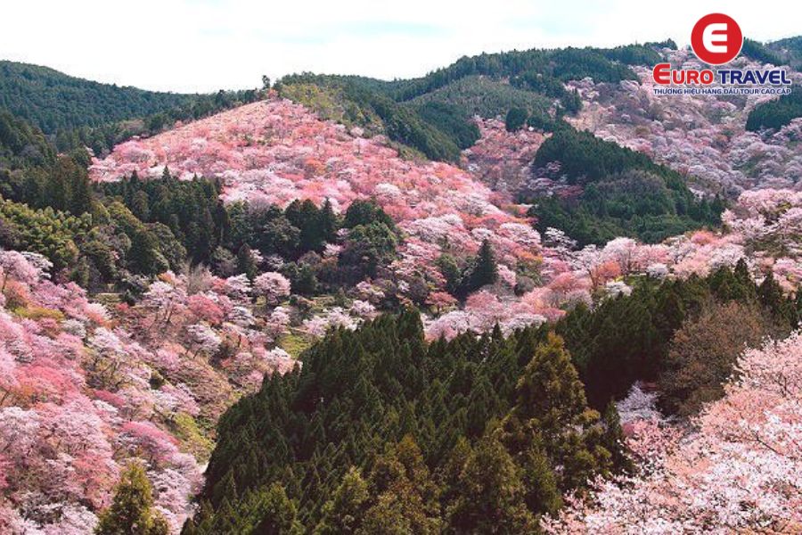 Cảnh đào hồng nở rộ trên vùng núi Yoshino