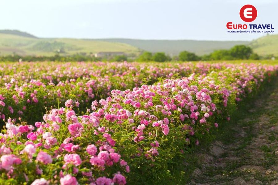 Cánh đồng hoa hồng rực rỡ tại Bulgaria