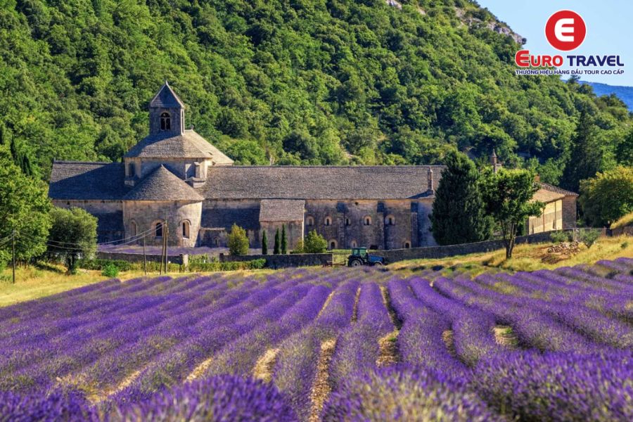 Cánh đồng hoa oải hương tại thung lũng Luberon