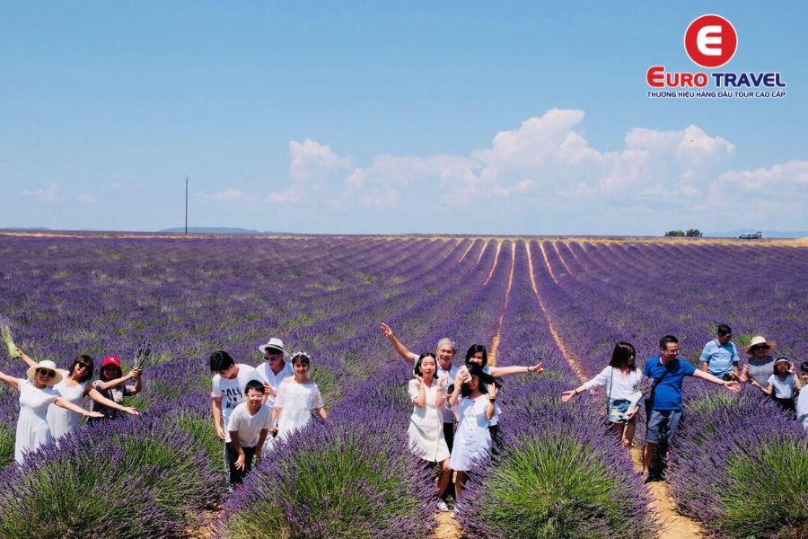 Đoàn khách EuroTravel check in tại cánh đồng oải hương Provence