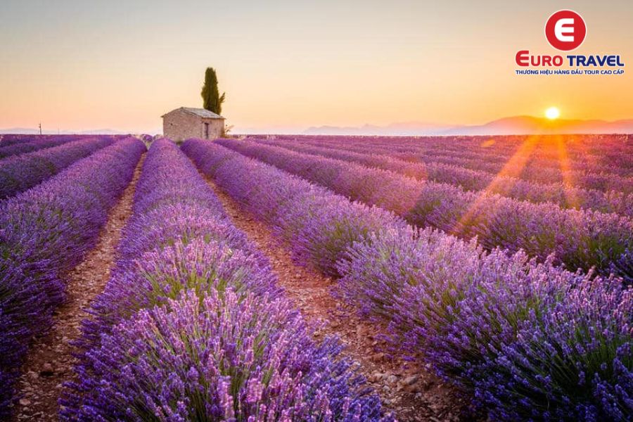 Vùng trời rực rỡ của cánh đồng hoa Lavender Pháp