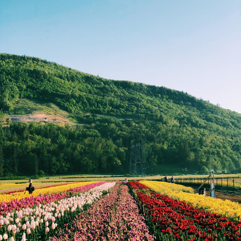 Con đường hoa tulip ở Hà Lan