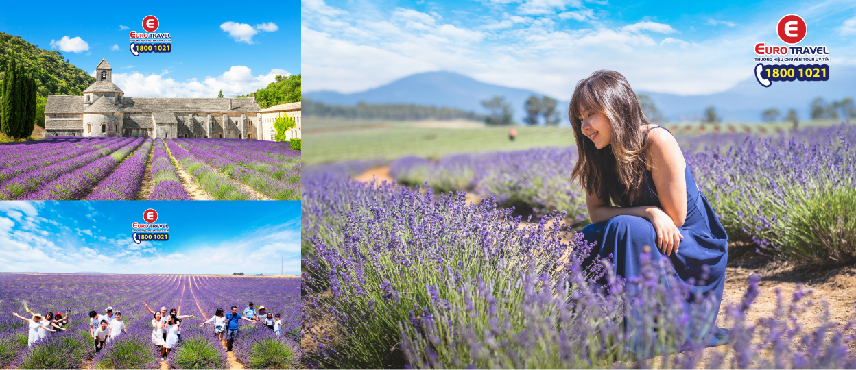 Những bức ảnh đẹp tại các cánh đồng Lavender