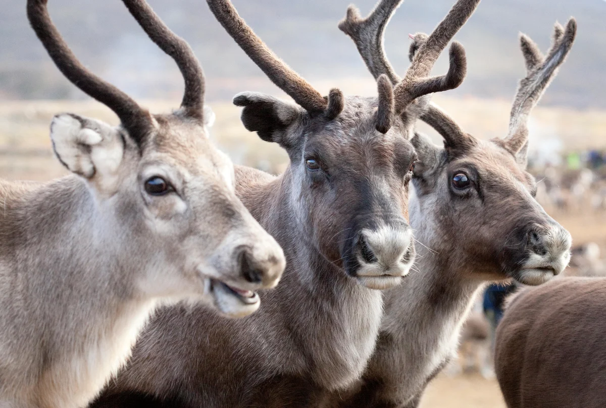 “Reindeer” hay “Caribou” đều là tên gọi của một loài hươu Rangifer tarandus