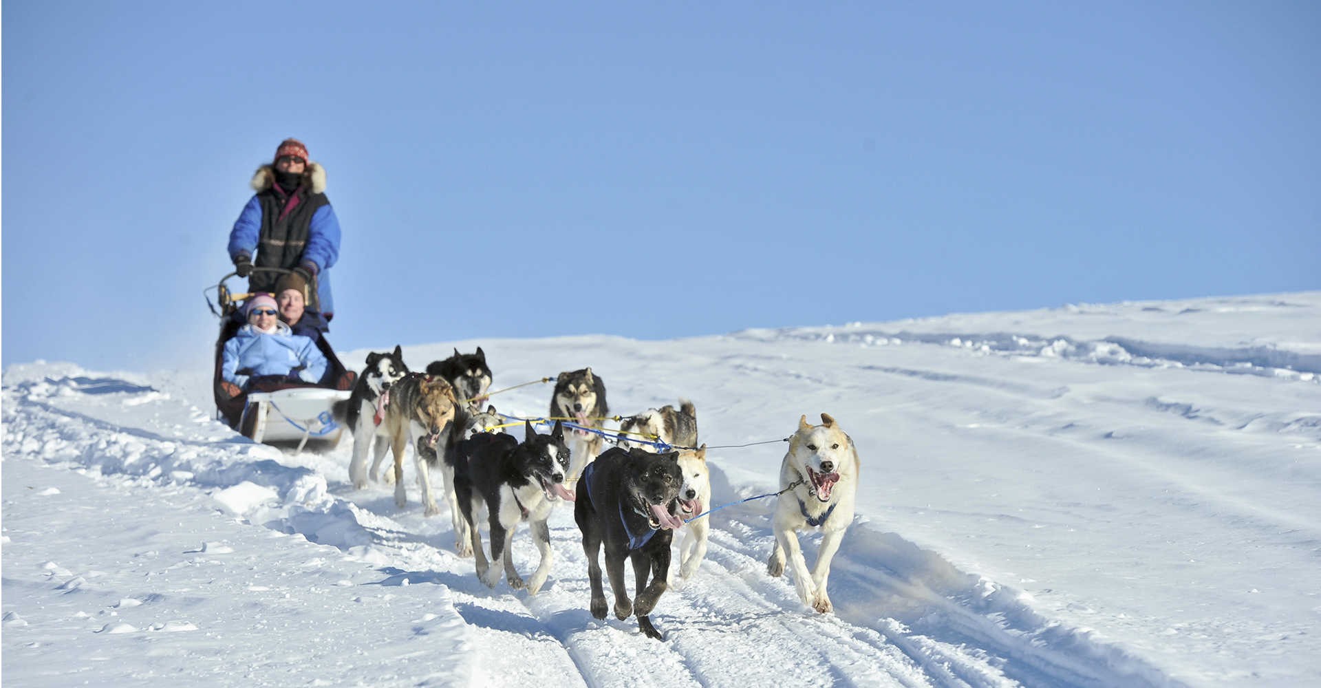 xe kéo tuyết bằng chó husky