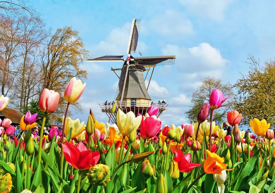 Mùa hoa tulip ở Keukenhof, Hà Lan