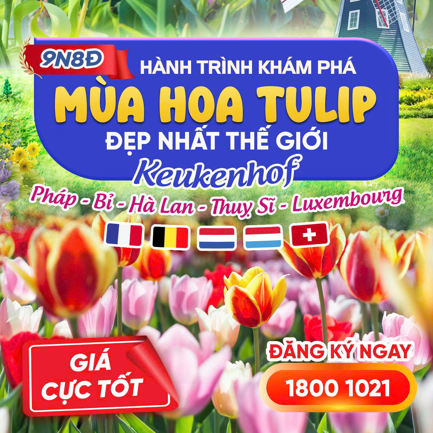 tour chau au mua hoa tulip gia cuc tot